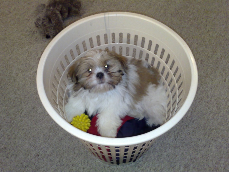 henry-basket.jpg